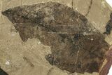 Fossil Leaf (Fagus sp) - McAbee, BC #226156-1